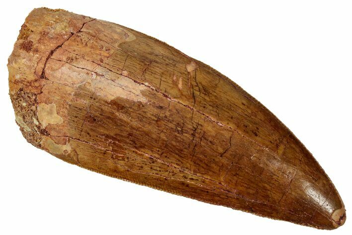 Serrated Carcharodontosaurus Tooth - Robust Dinosaur Tooth #329935